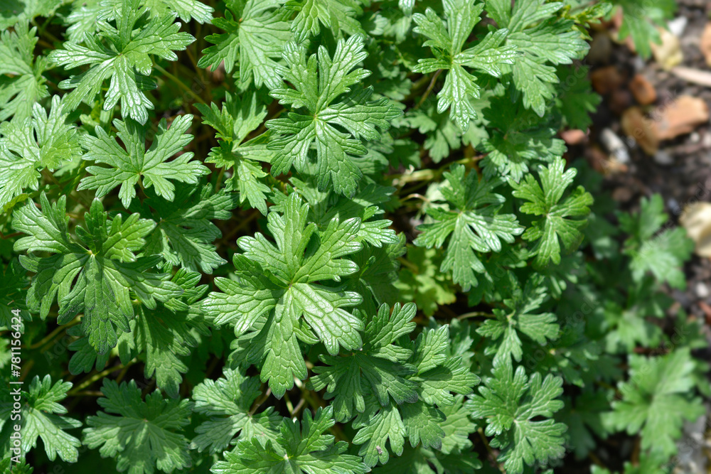 Ashy cranesbill leaves Ashy cranesbill leaves