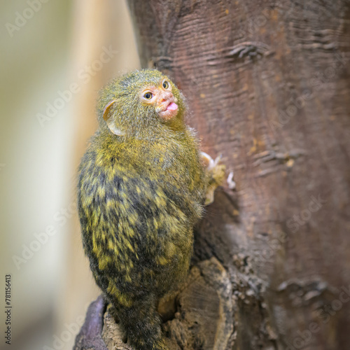 A cute little Pygmy marmoset sitting on a tree