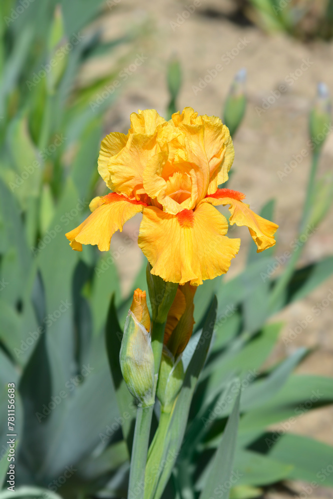 Intermediate Bearded Iris Season Ticket flower Intermediate Bearded Iris Season Ticket flower