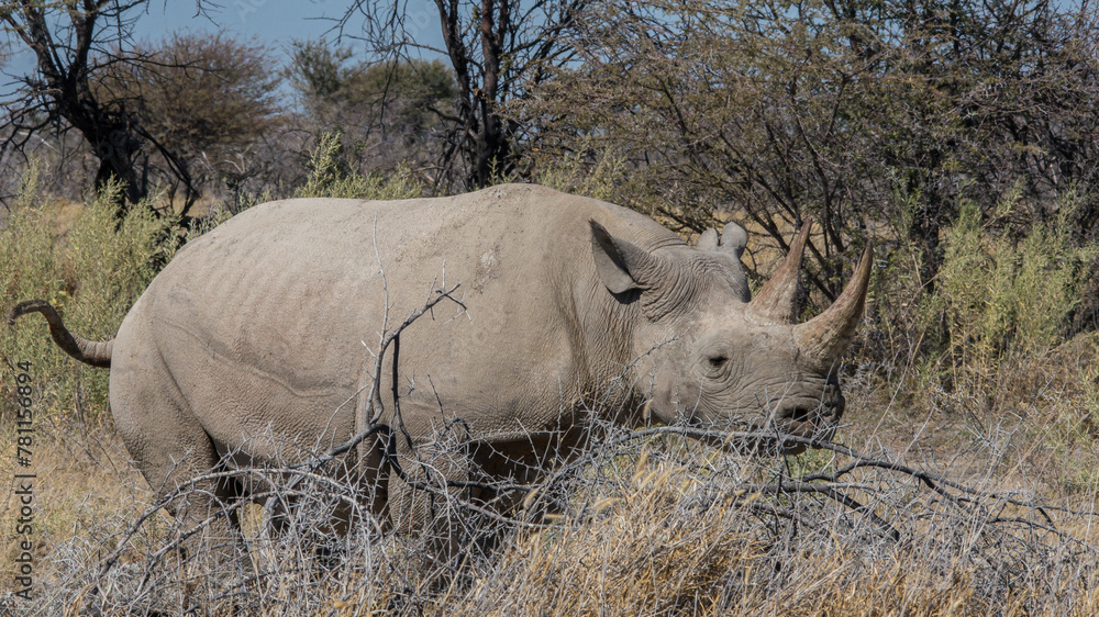 Nahaufnahme eines Spitzmaulnashorns (Diceros bicornis) in der Etoshapfanne in Namibia Nahaufnahme eines Spitzmaulnashorns (Diceros bicornis) in der Etoshapfanne in Namibia