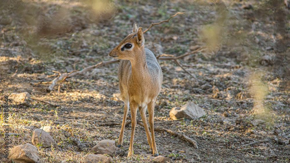 Nahaufnahme eines DikDik (Madoqua im Etoscha Nationalpark in Namibia Nahaufnahme eines DikDik (Madoqua im Etoscha Nationalpark in Namibia