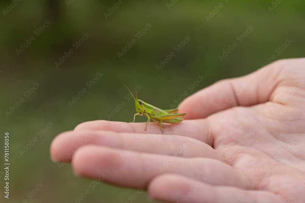 Fototapeta premium A green grasshopper in the palm