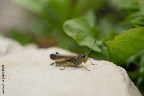 Grasshopper sitting on a white stone in the garden.