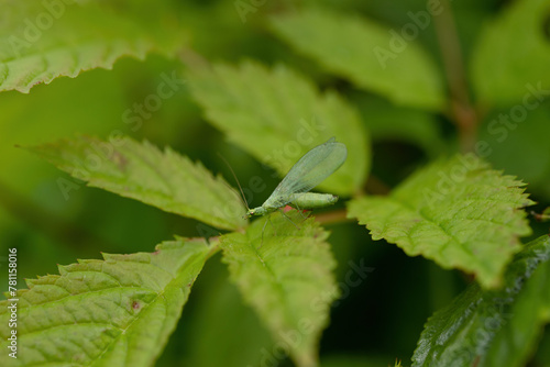 Green an insect with wings on a green leaf in the nature