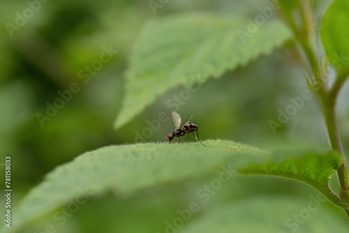 Fly on a green leaf in the garden. Macro photography of insect