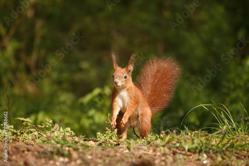 red squirrel on a grass