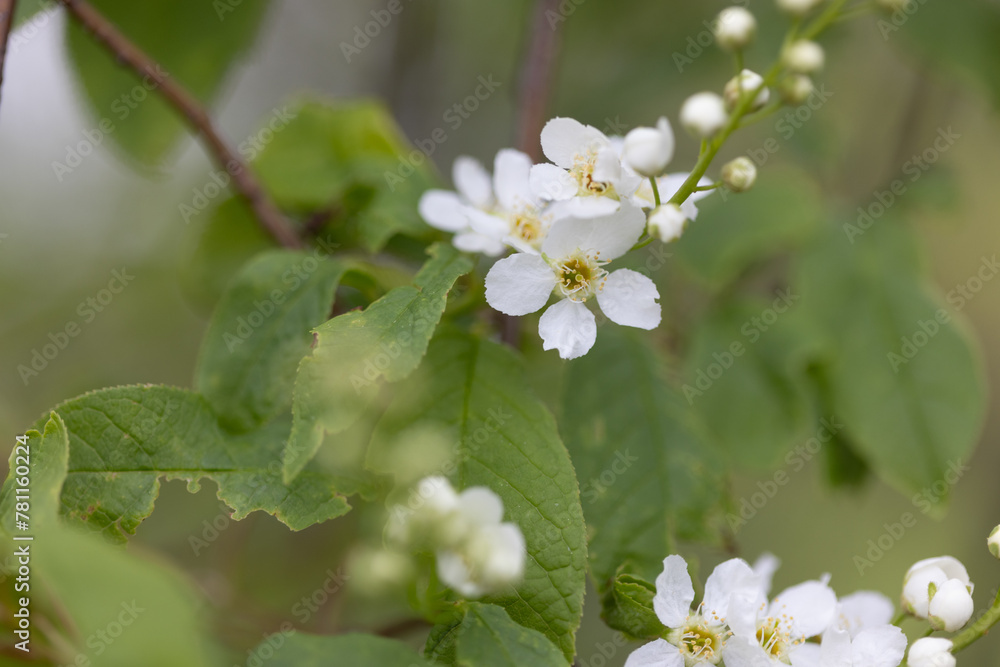 Zarte weiße Blüten und Knospen an einem Baum Zarte weiße Blüten und Knospen an einem Baum