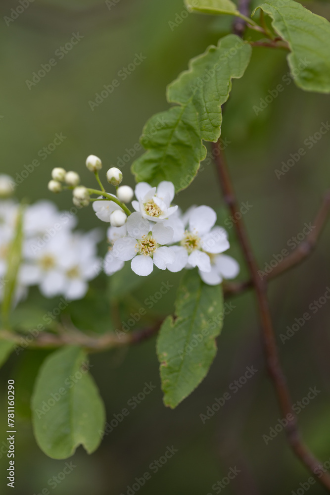 Fototapeta premium Zarte weiße Blüten und Knospen an einem Baum