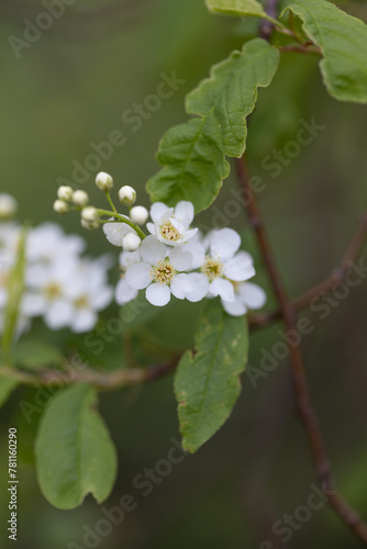 Zarte weiße Blüten und Knospen an einem Baum