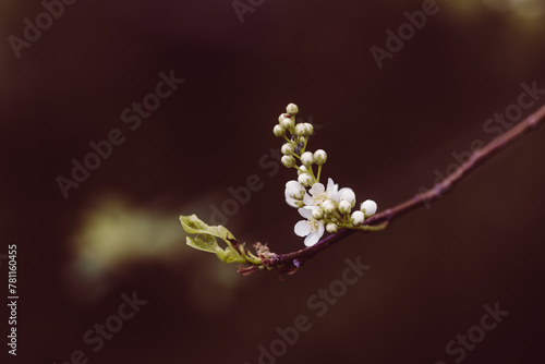 Zarte weiße Blüten und Knospen an einem Ast