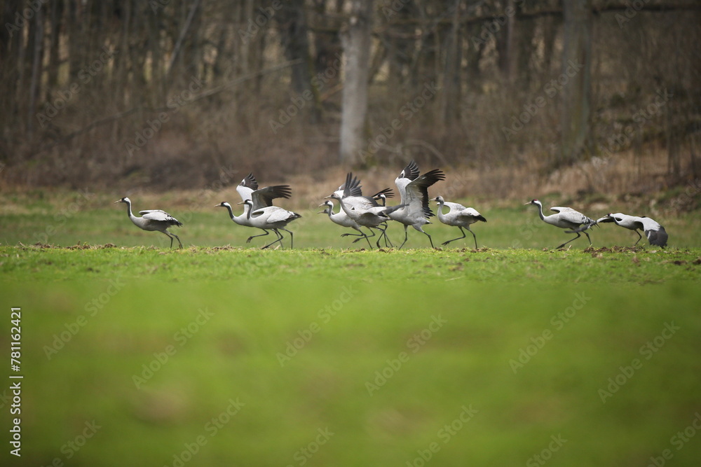 Naklejka premium Crane birds in the nature habitat
