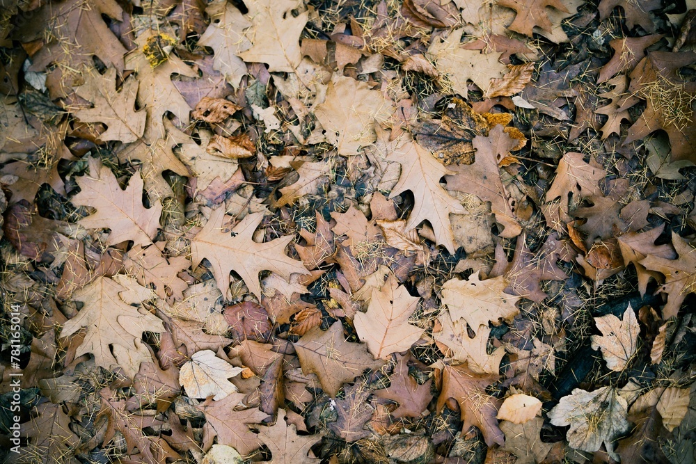 Top view of dry fallen colorful autumn leaves in the forest - fall wallpaper Top view of dry fallen colorful autumn leaves in the forest - fall wallpaper