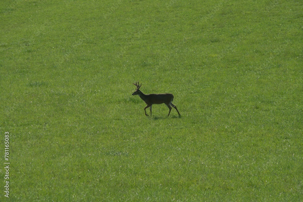 High angle shot of a horned deer grazing on a rural green field High angle shot of a horned deer grazing on a rural green field