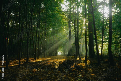 Fototapeta Naklejka Na Ścianę i Meble -  sun rays shine through trees in a forest during sunrise. panoramic view with forest path.