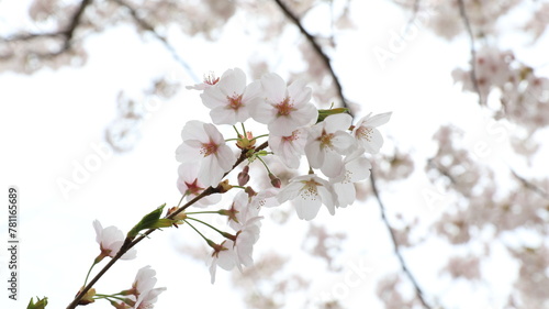 cherry blossoms © 기자 GIJA