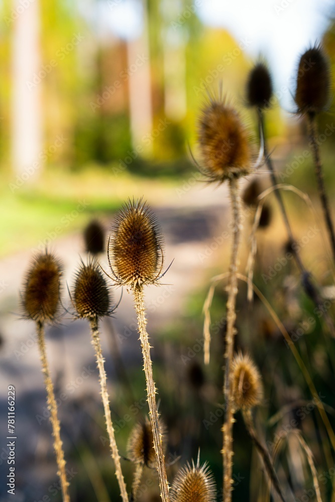 Vertical shot of teasels with prickles on a blurred background in daylight Vertical shot of teasels with prickles on a blurred background in daylight