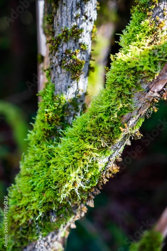 Vertical shot of wooden tree branches covered in green moss growing in a forest