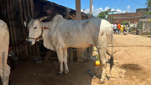 Beautiful white cow on a farm under the shelter