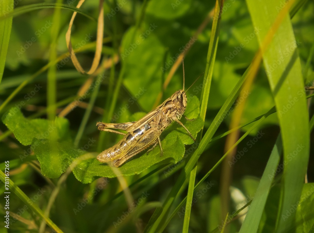 Closeup of a grasshopper sitting on top of a green leaf Closeup of a grasshopper sitting on top of a green leaf