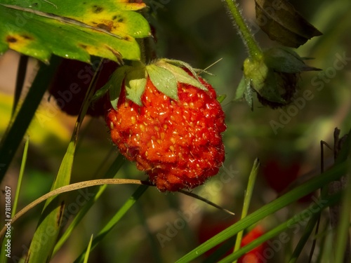 Selective focus shot of a fruit of a strawberry plant