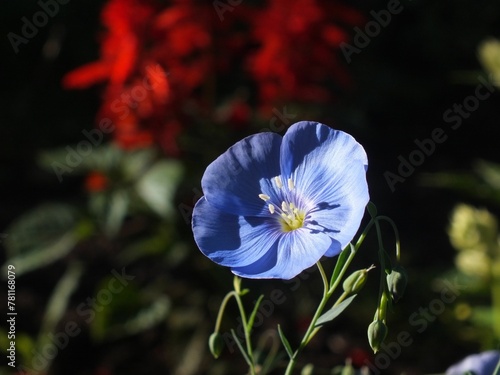 Closeup of a Lewis flax flower in a garden