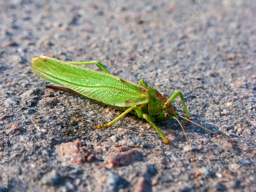 Close-up shot of a green grasshopper on the ground © Wirestock