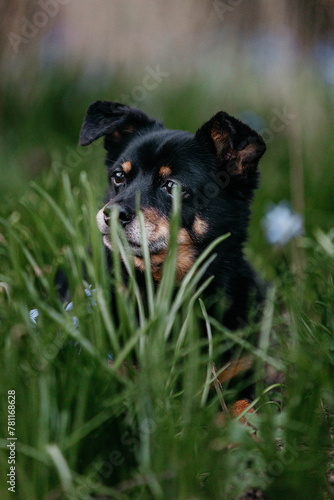 A little black old dog in early spring