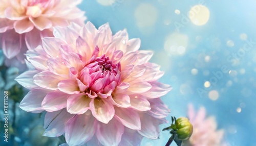 abstract pink dahlia patels on pastel blue background spring flower on pastel blue background valentine s day birthday happy women s day mother s day banner with copy space