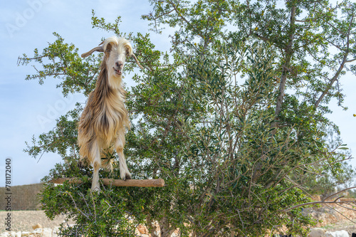 Moroccan tree-climbing goat in a natural setting