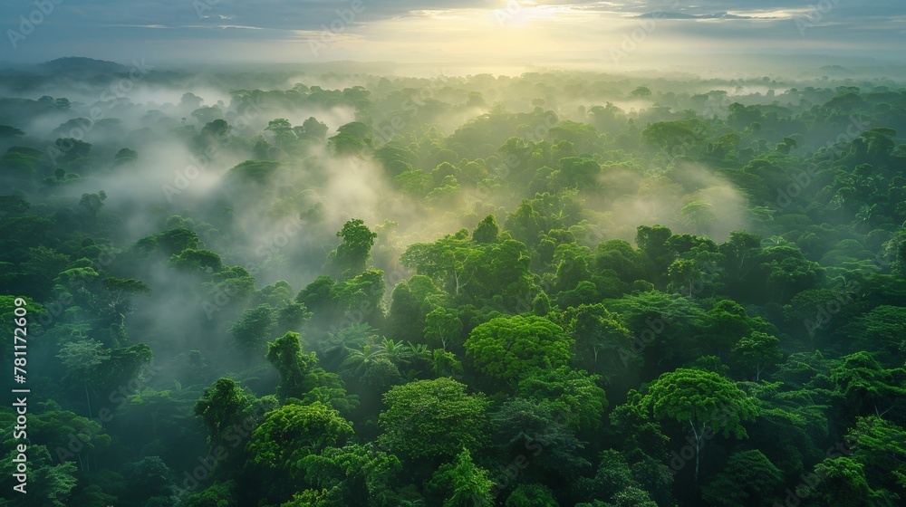 Aerial view of a dense tropical rainforest with mist at sunrise.