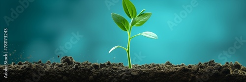 Young sprouting plant emerging from soil symbolizing growth and