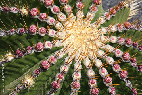 ferocactus histrix photo