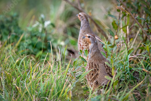 Partridges in a spring meadow