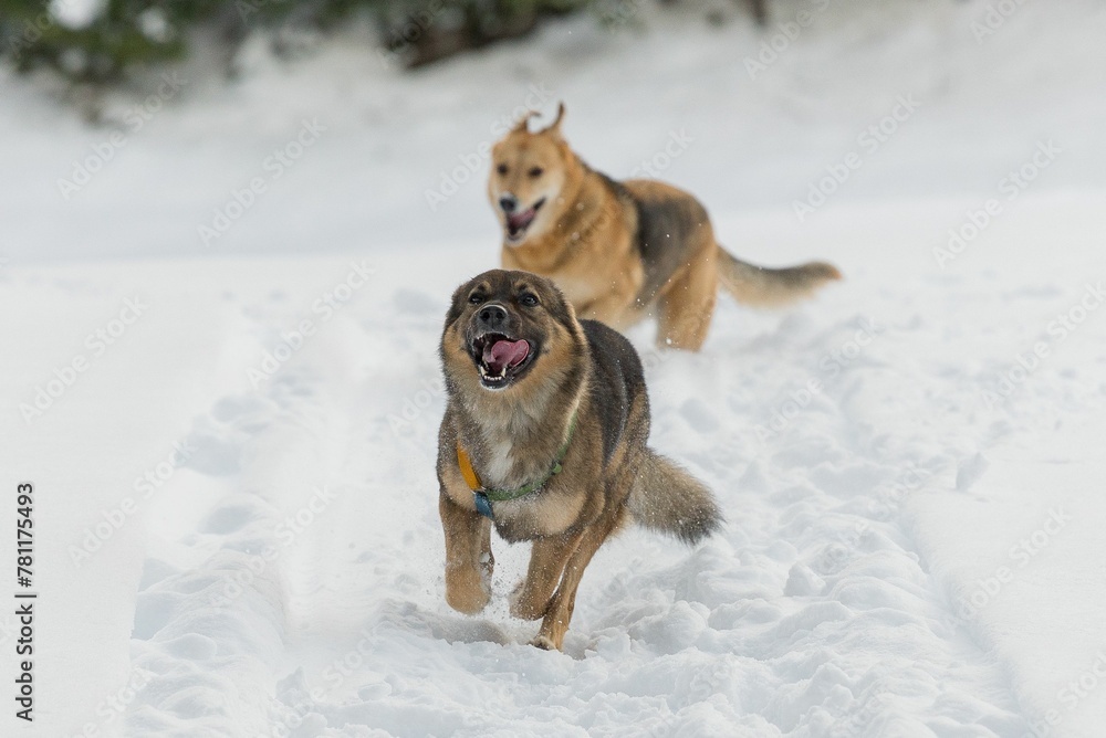 Naklejka premium Closeup of playful Tamaskan Dogs running in snow with tongue out in winter