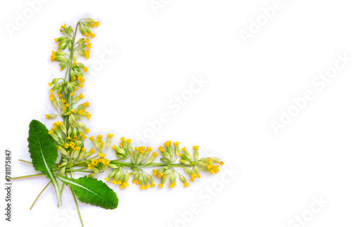Yellow flowers and leaves Primula veris ( cowslip, petrella, herb peter, key flower, Primula officinalis Hill ) on a white background with space for text. Top view, flat lay. Medicinal herb © Anastasiia Malinich