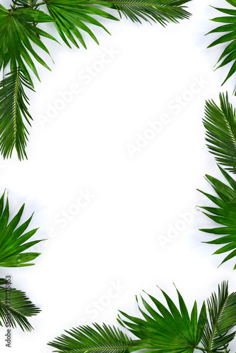 Tropical leaves palm tree on a white background with space for text. Top view, flat lay © Anastasiia Malinich