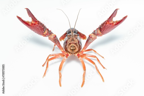 Funny closeup of a crab Procambarus clarkii on a white background