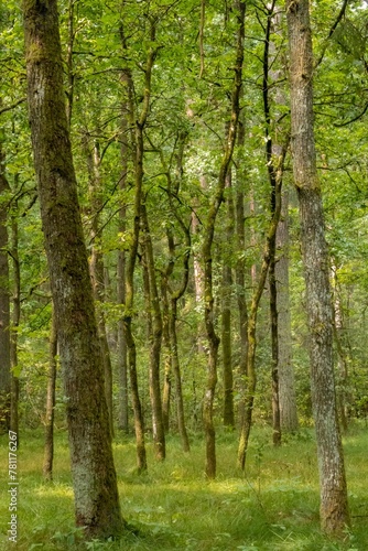 Vertical shot of tree trunks and green grass in a quiet summer forest