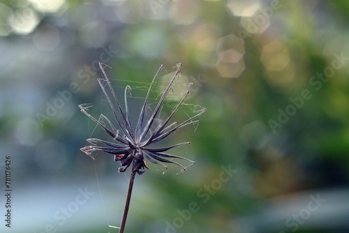 Shallow focus of Bidens bipinnata covered with spider web photo