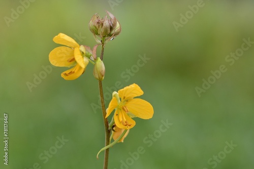 Shallow focus of a yellow Senna occidentalis growing against green blurry background photo