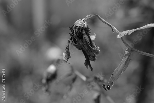 Closeup grayscale shot of a dead dried flower in the garden. © Wirestock