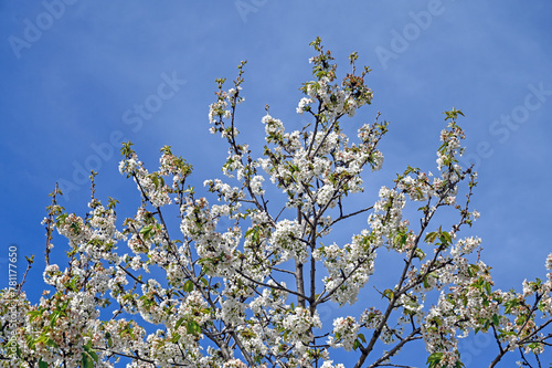 White flowers of sour cherry. Blooming sour cherry tree in orchard. Prunus cerasus.