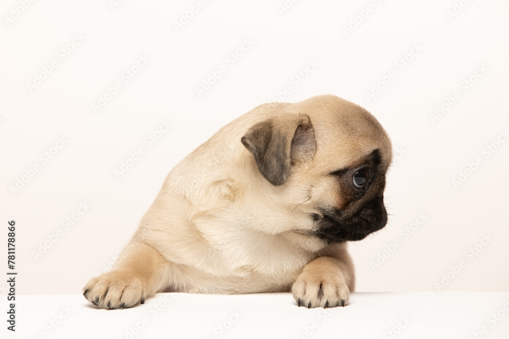 pug puppy on white background