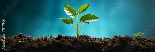 Young Green Plant Emerging from Fertile Soil © Miva