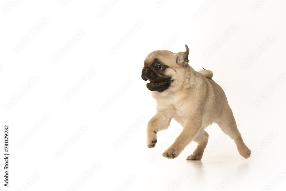 pug puppy on white background