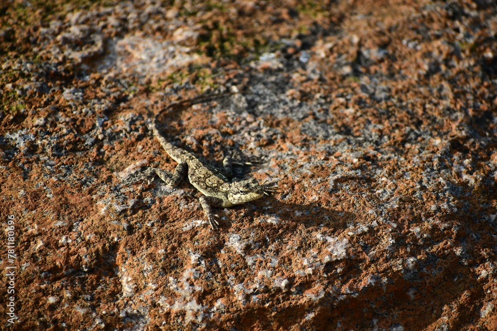 Closeup of an ornate crevice-dragon perched on a stone Closeup of an ornate crevice-dragon perched on a stone