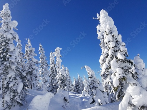 Beautiful view of snow-covered trees in the forest