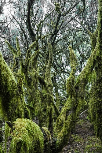 Vertical shot of a forest with green moss growing on the trunk and branches of the trees