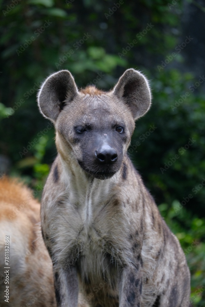 Vertical shot of a serious-looking hyena in the zoo Vertical shot of a serious-looking hyena in the zoo