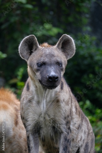 Vertical shot of a serious-looking hyena in the zoo